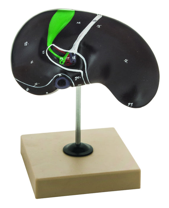 Eisco Labs Human Liver Anatomical Model with Gall Bladder, Life Size, Approx. 8"x8"x5"