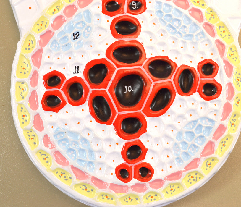 Dicot Root Model - Transverse Section with Hand Painted Details - Eisco Labs