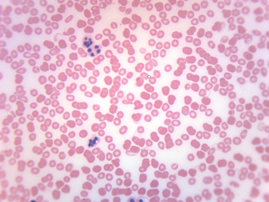 Human Blood Smear (HE Stain) - Prepared Microscope Slide - 75x25mm