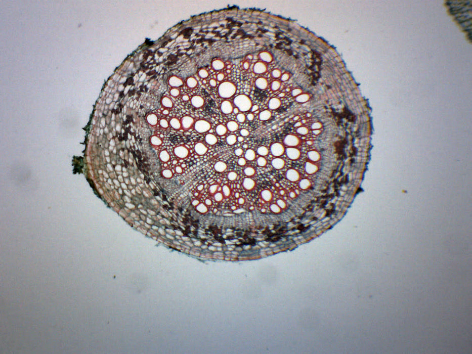 Old & Young Dicot Roots - Cross Section - Prepared Microscope Slide - 75x25mm