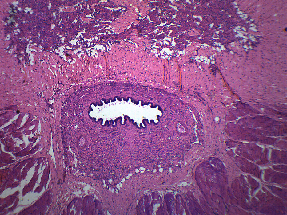 Mammalian Penis - Cross Section - Prepared Microscope Slide - 75x25mm