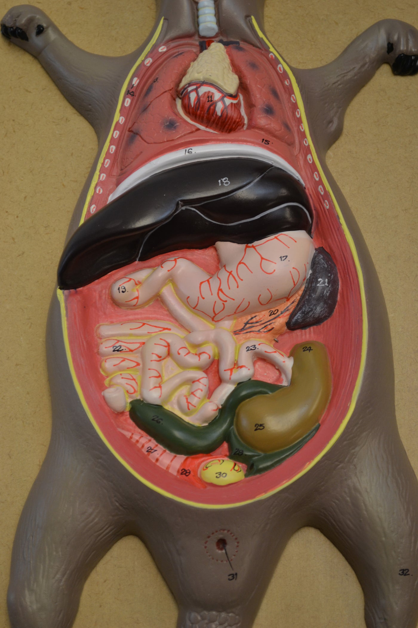 Eisco Labs Male Rat / Mouse Dissection Anatomical Model 24
