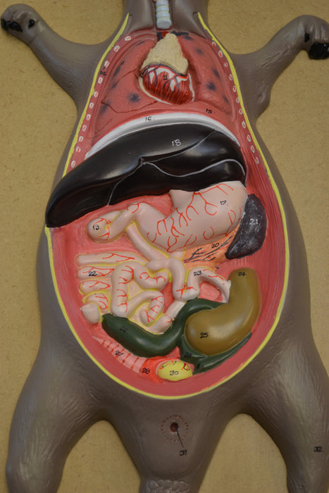 Eisco Labs Male Rat / Mouse Dissection Anatomical Model 24" x 12 Base