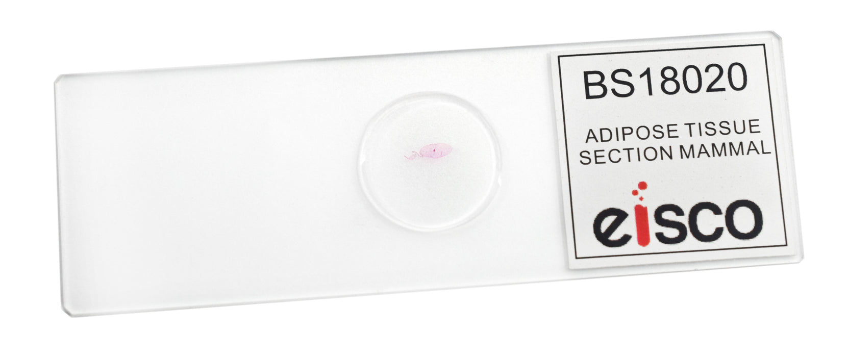 Adipose Tissue Section, Mammal - Prepared Microscope Slide - 75x25mm