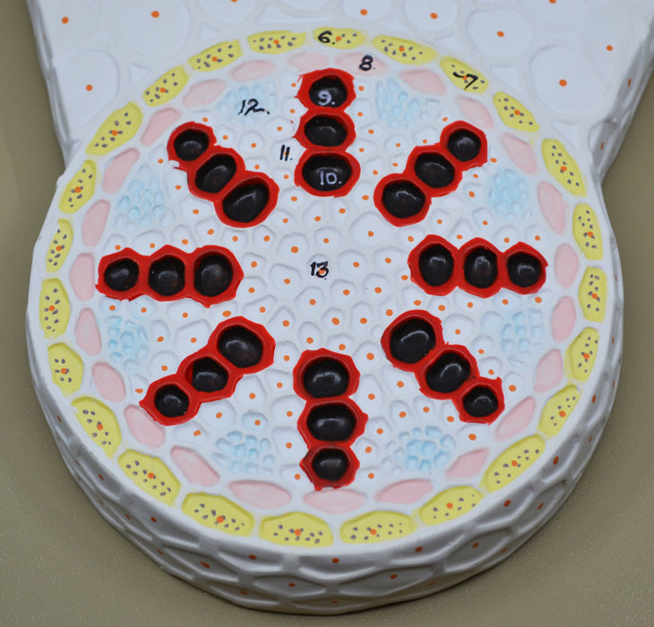 Monocot Root Model - Transverse Section - Precise Hand Painted Details - Labeled with Included Key Card - Mounted on Base - Eisco Labs