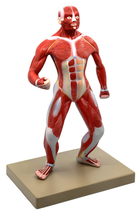 Eisco Human Muscular Body Anatomical Model, 1/4 Life-Size