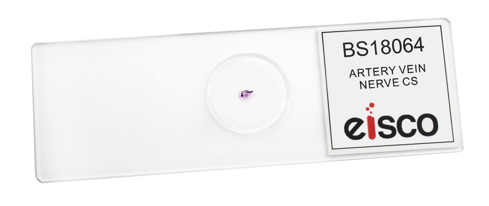 Artery, Vein & Nerve - Cross Section - Prepared Microscope Slide - 75x25mm