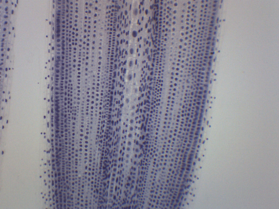 Ascaris & Onion Mitosis - Prepared Microscope Slide - 75x25mm