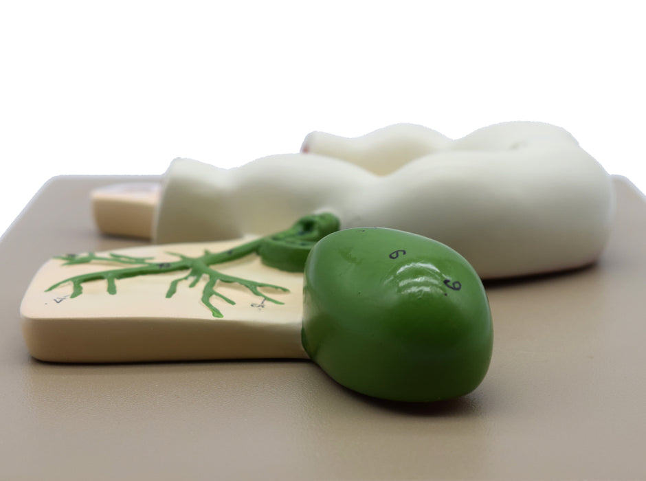 Human Pancreatic Duct Model, Three Dimensional, with Hand Painted Details - Mounted on Base, 10" x 7" - Eisco Labs