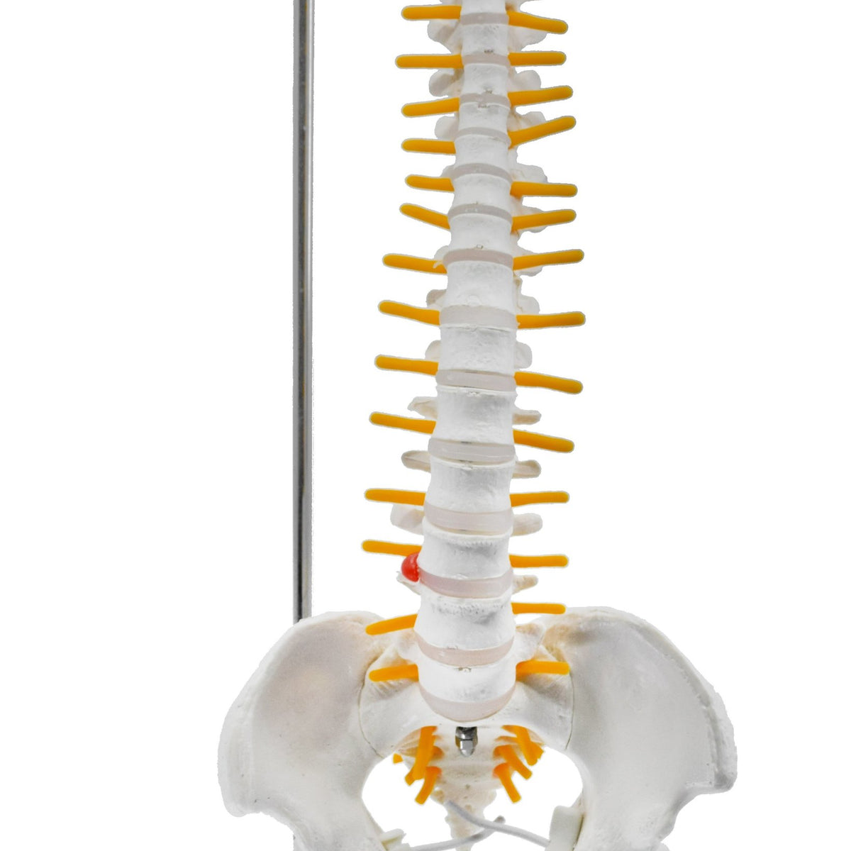 Spinal Column Model with Pelvis & Femur Detail, 1/2 Natural Size