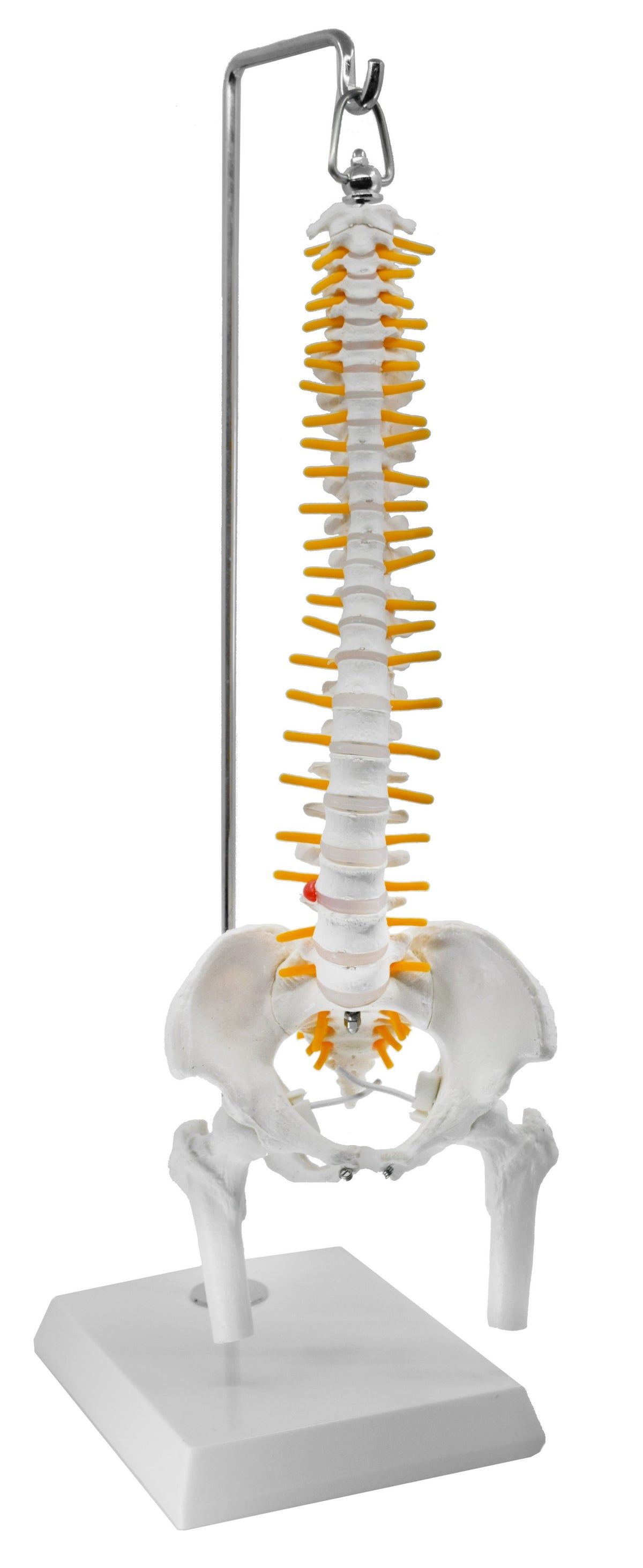 Spinal Column Model with Pelvis & Femur Detail, 1/2 Natural Size