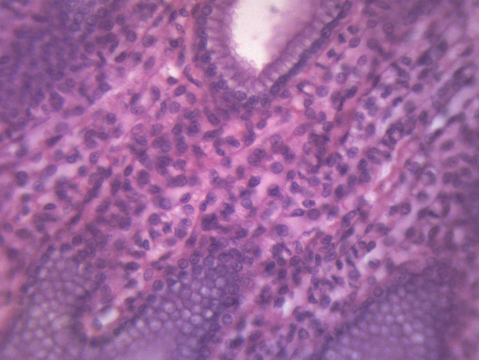 Simple Cuboidal Epithelium, Mammal - Prepared Microscope Slide - 75x25mm