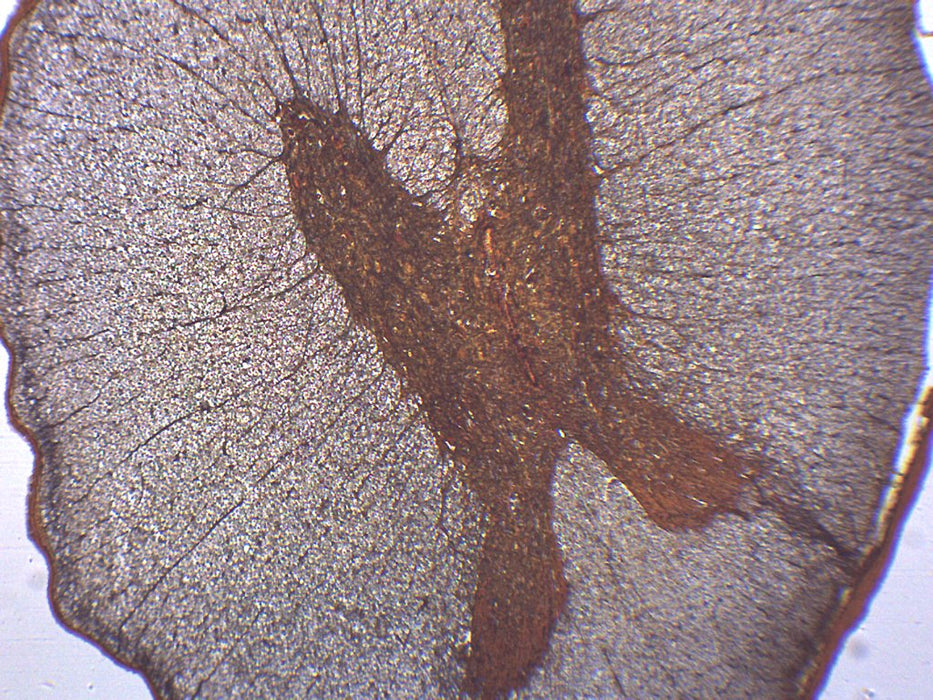 Spinal Cord - Cross Section - Prepared Microscope Slide - 75x25mm