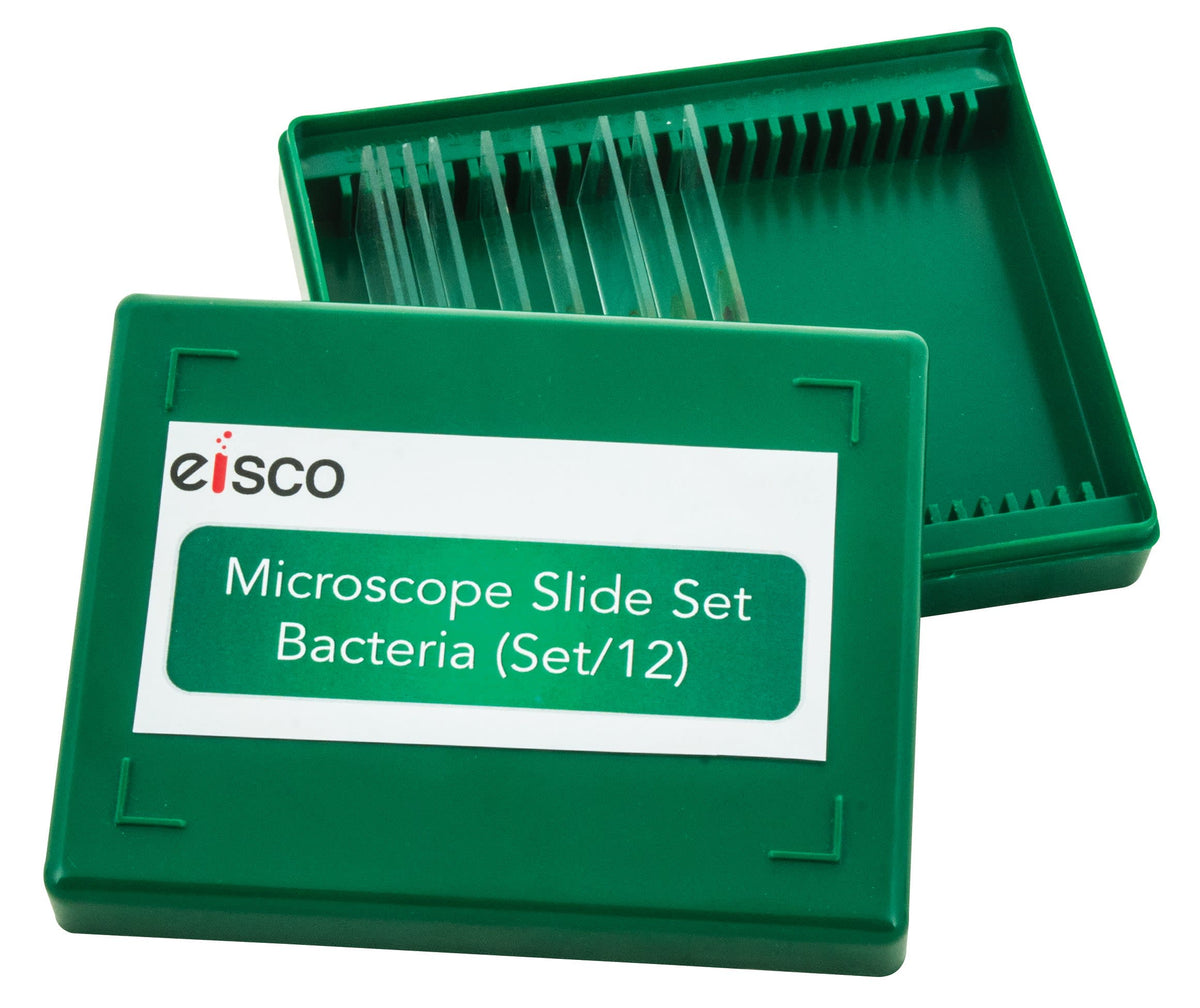 Microscope Slide Set - Bacteria, Set of 12 — Eisco Labs