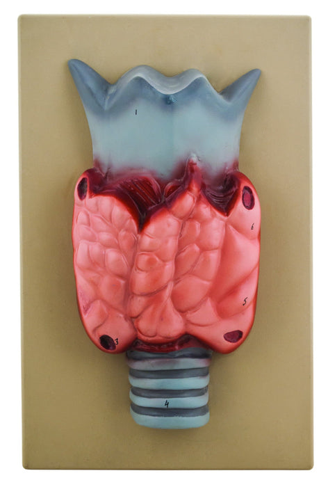 Model Thyroid Gland