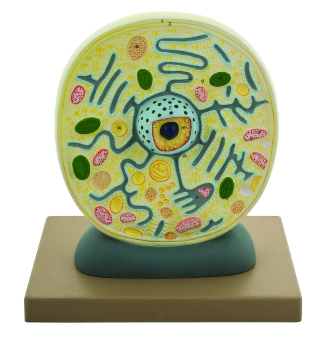 Plant Cell Model, Attached to Base - Cell Diameter 8", Cell Height 10", Electron Microscope Structure - Eisco Labs