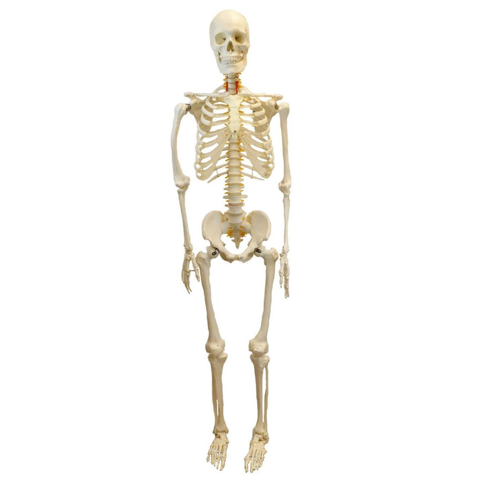 Eisco Labs Life Sized Human Skeleton Model (62" Height), Articulated Joints, Pelvic Mounted with Wheeled Base