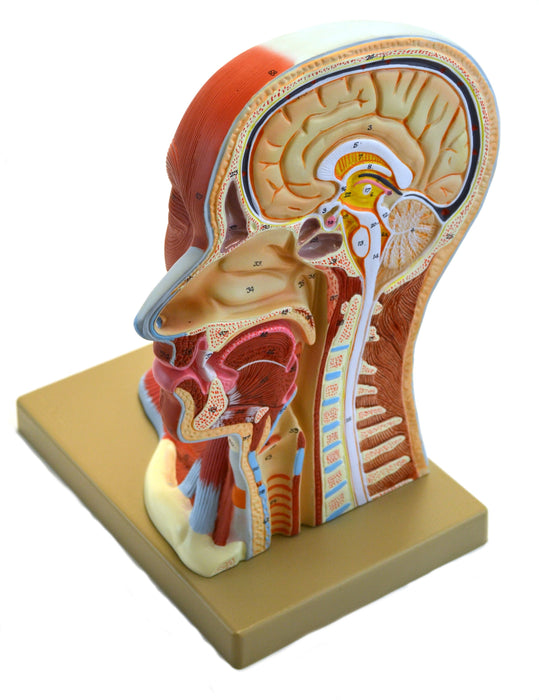 Eisco Life-Size Human Head Model, Median Section
