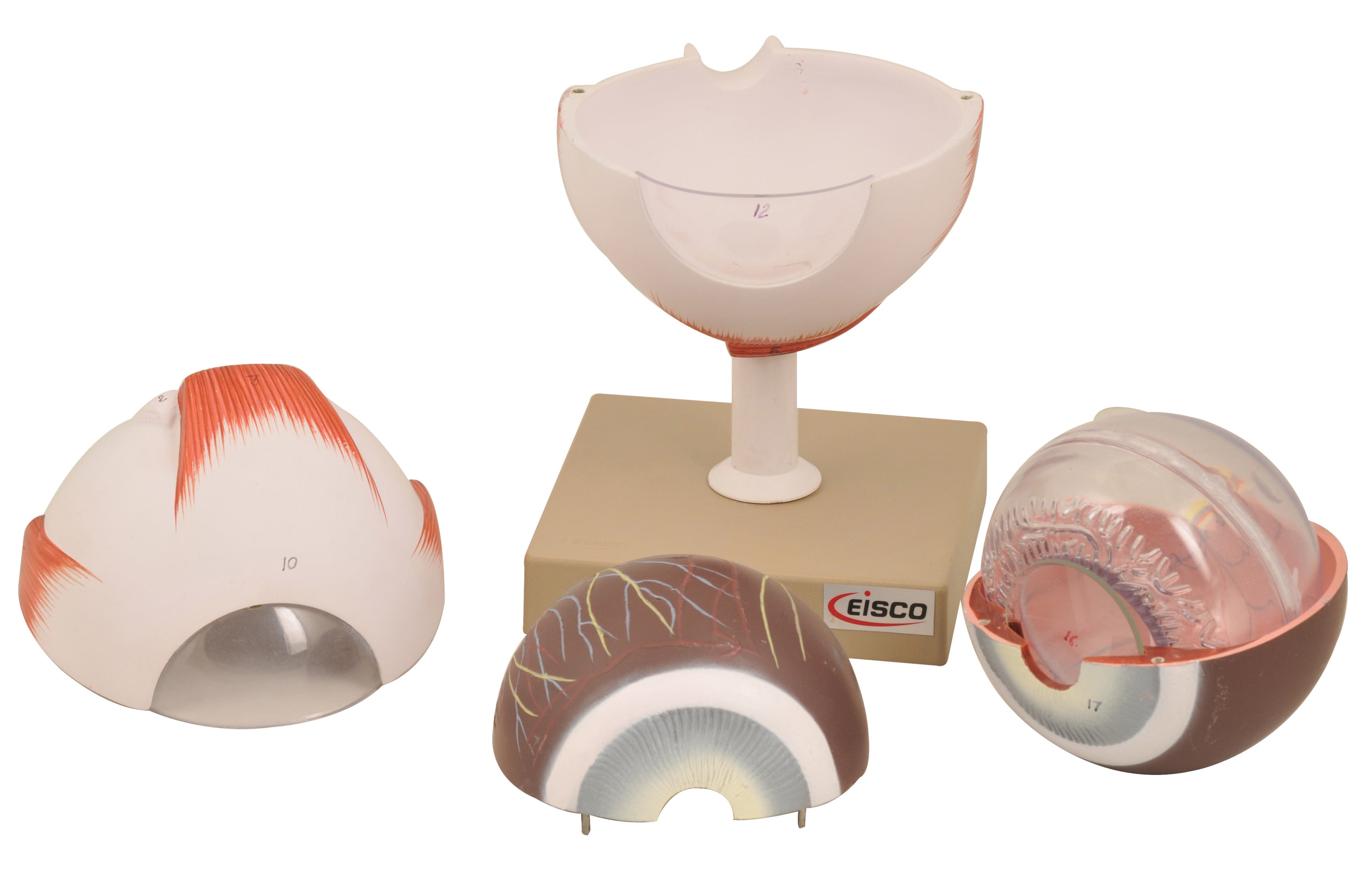 Human Eye Model - Enlarged 5X Life Size - 6 Parts - Hand Painted - Des ...
