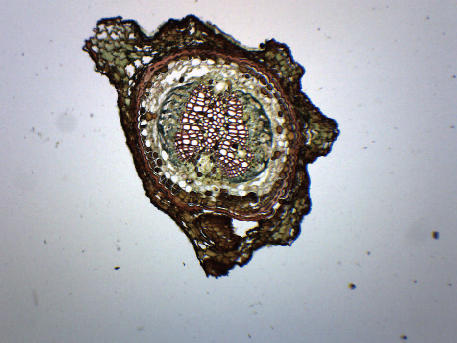 Pine, Young Root - Cross Section - Prepared Microscope Slide - 75x25mm