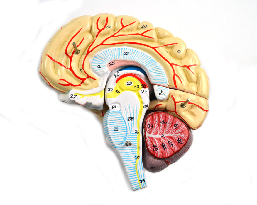 Model, Human Brain, With Arteries, 9 Parts