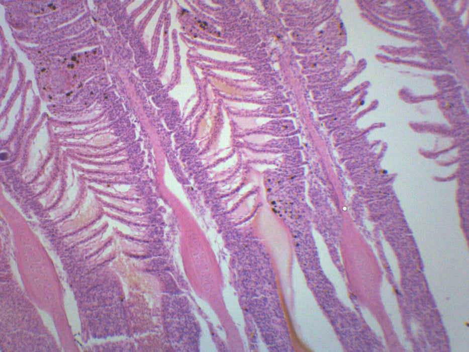 Gills of Freshwater Fish - Prepared Microscope Slide - 75x25mm