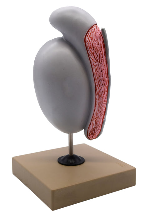 Human Testicle Model, Three Dimensional, with Hand Painted Details - Mounted on Stand, 9" tall - Eisco Labs
