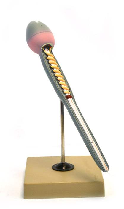 Eisco Labs Model of Human Sperm; Greatly Magnified (15" Long); On stand