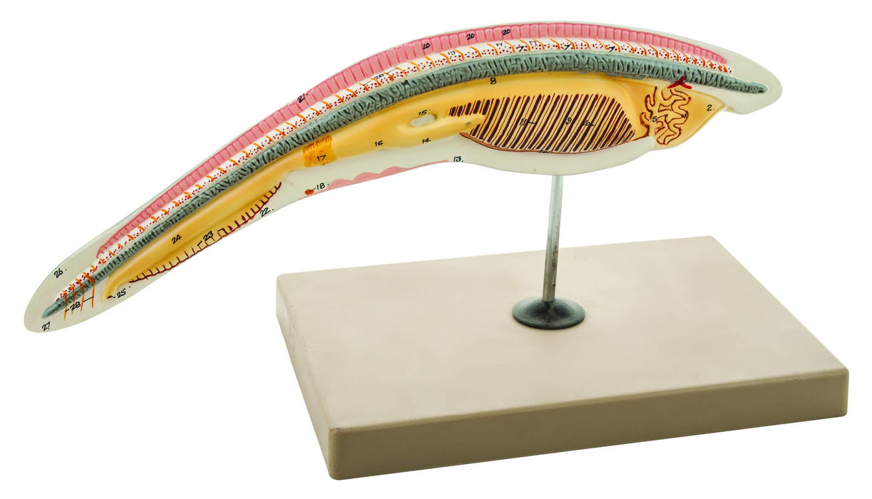 Eisco Labs Amphioxus / Lancelet Enlarged 150 Times - Hand Painted