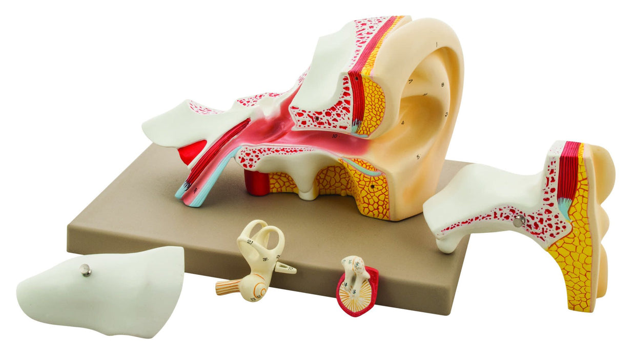 Eisco 4x Life-Size Premium Human Ear Model, 5 Parts