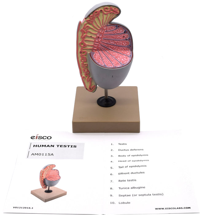 Human Testicle Model, Three Dimensional, with Hand Painted Details - Mounted on Stand, 9" tall - Eisco Labs