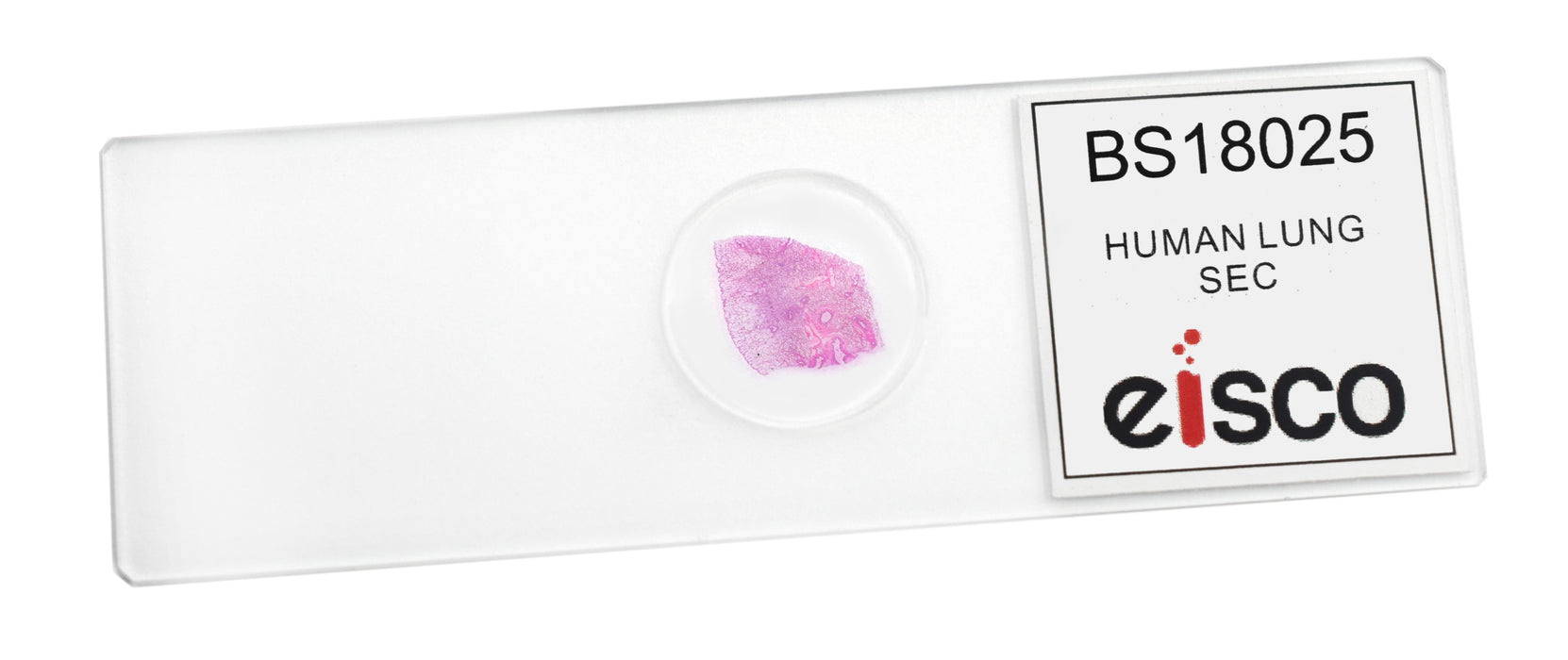 Human Lung Section - Prepared Microscope Slide - 75x25mm