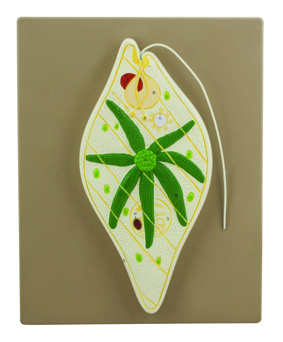 EISCO Euglena Model
