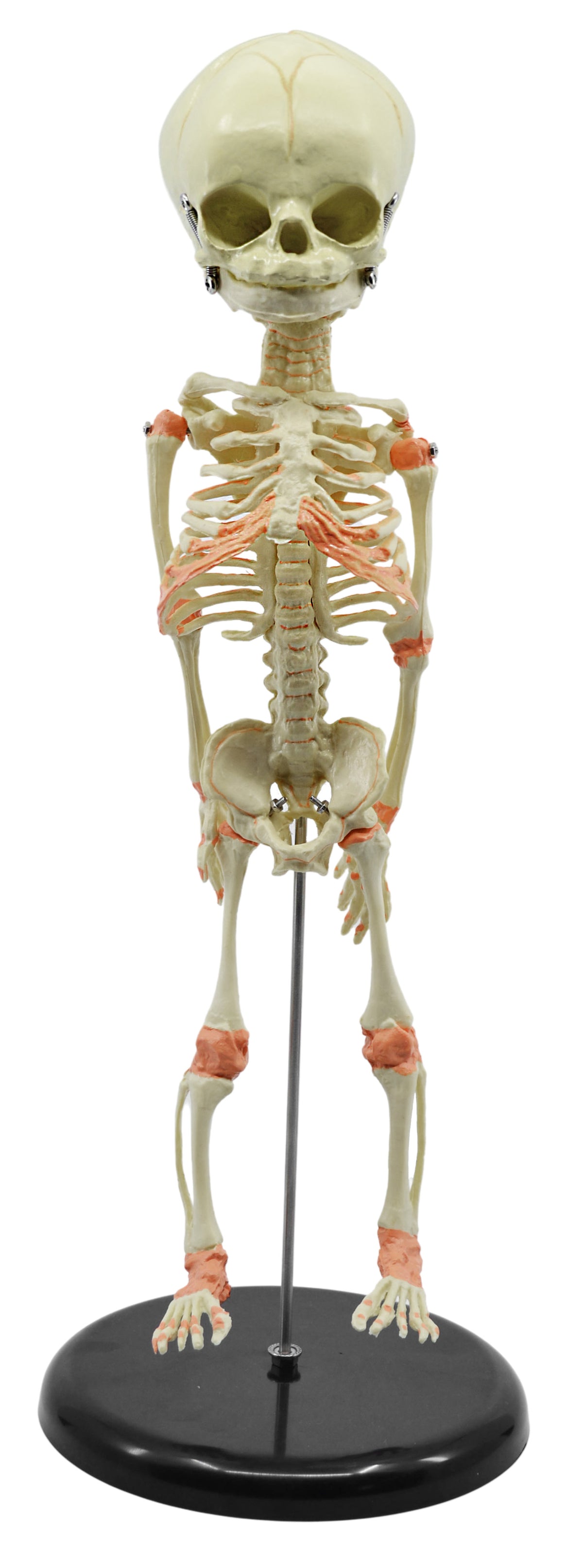 Infant Fetus Skeleton Model, Mini Size - Single Skull - Rod