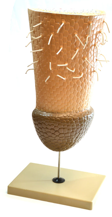 Root Tip Model, on Stand - Eisco Labs