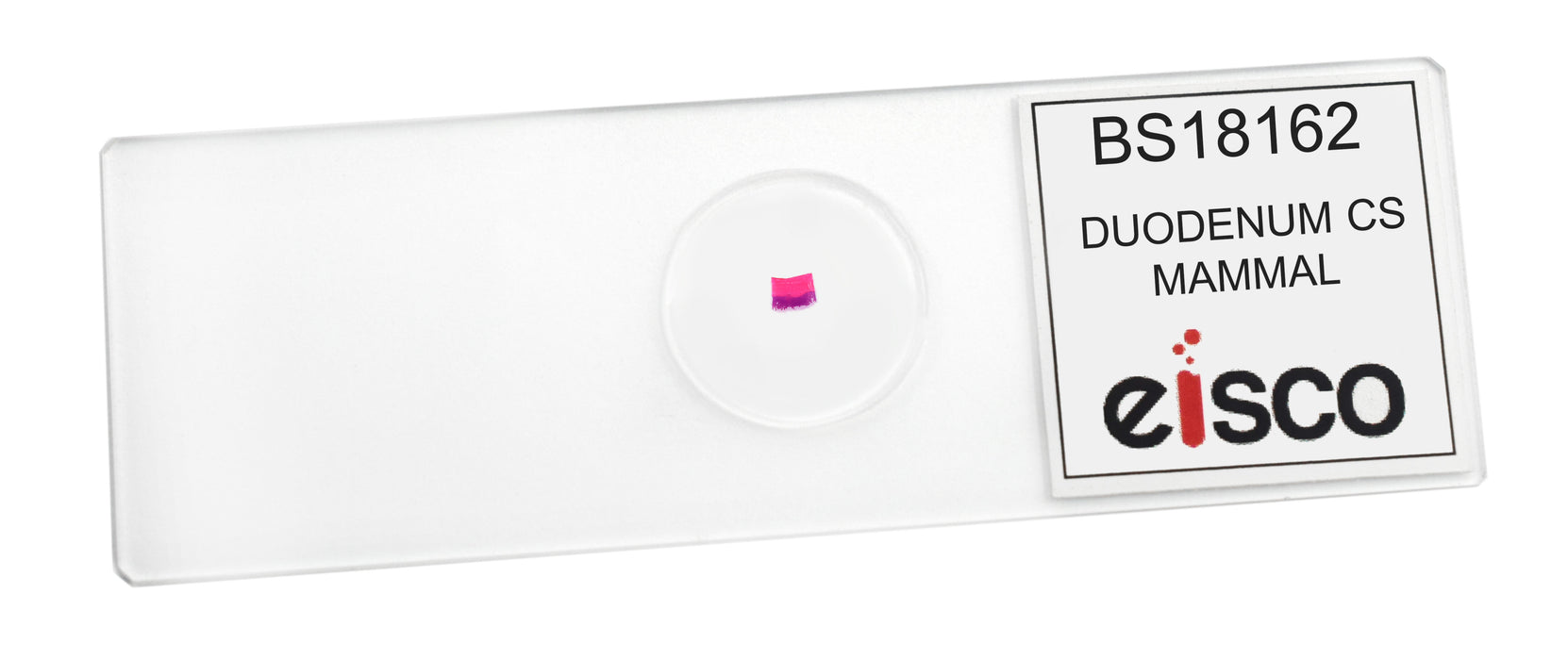 Duodenum - Prepared Microscope Slide - 75x25mm