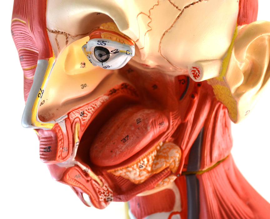 Eisco Life-Size Premium Human Torso with Muscles and Open Back, 19 Parts