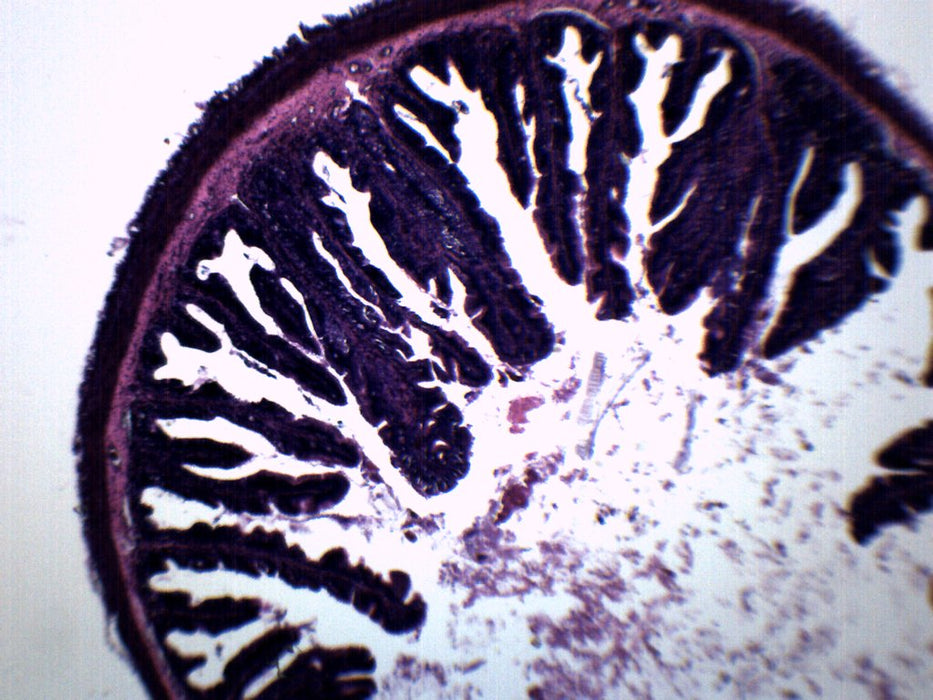 Frog Rectum - Cross Section - Prepared Microscope Slide - 75x25mm