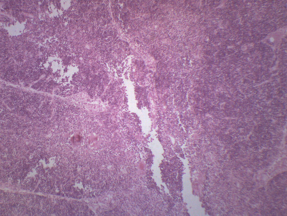 Thymus - Cross Section - Prepared Microscope Slide - 75x25mm