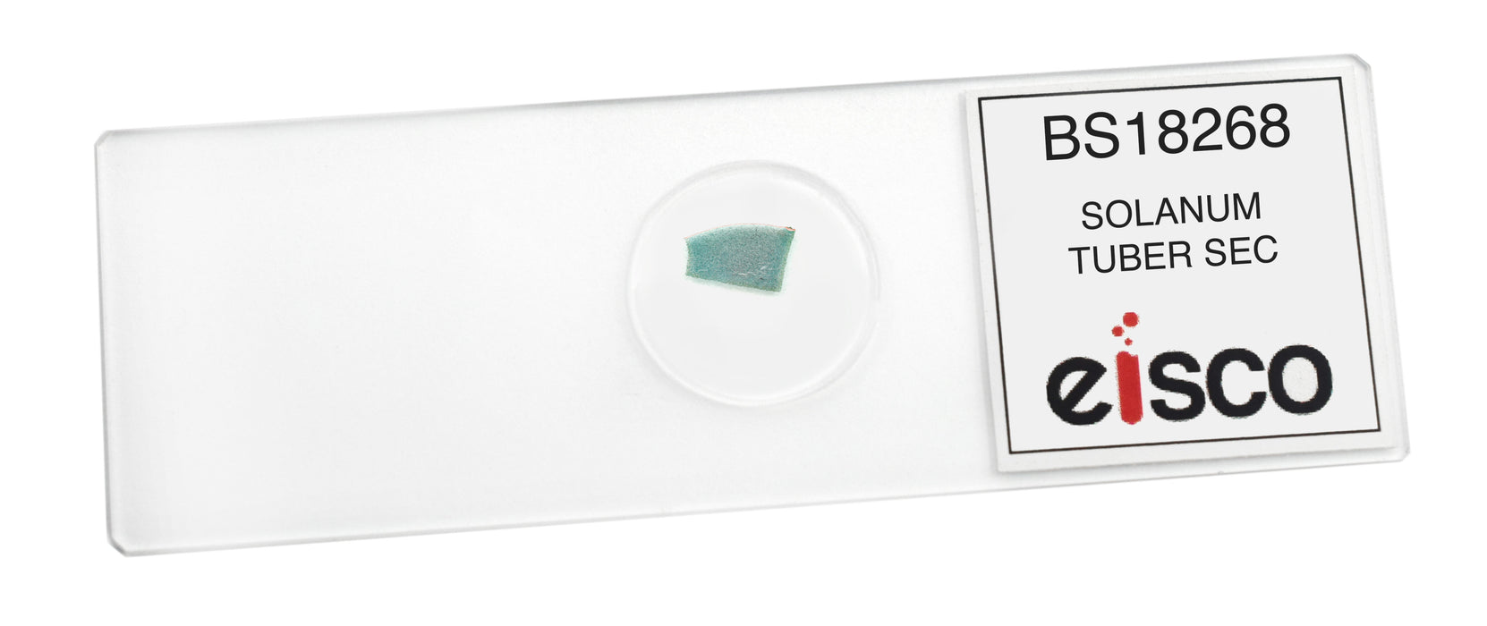 Solanum Tuber Section - Prepared Microscope Slide - 75x25mm