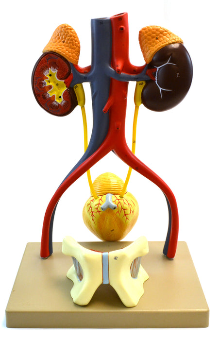Eisco Life-Size Human Male Urinary System Model, 5 Parts