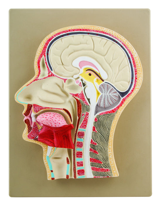 Eisco Life-Size Human Head Model, Half Median Section