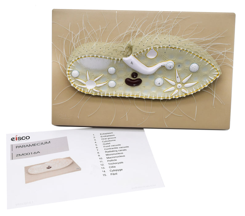 Paramecium Model, Three Dimensional, Sectional View  with Hand Painted Details - Mounted on Base, 15" x 9.5" - Eisco Labs