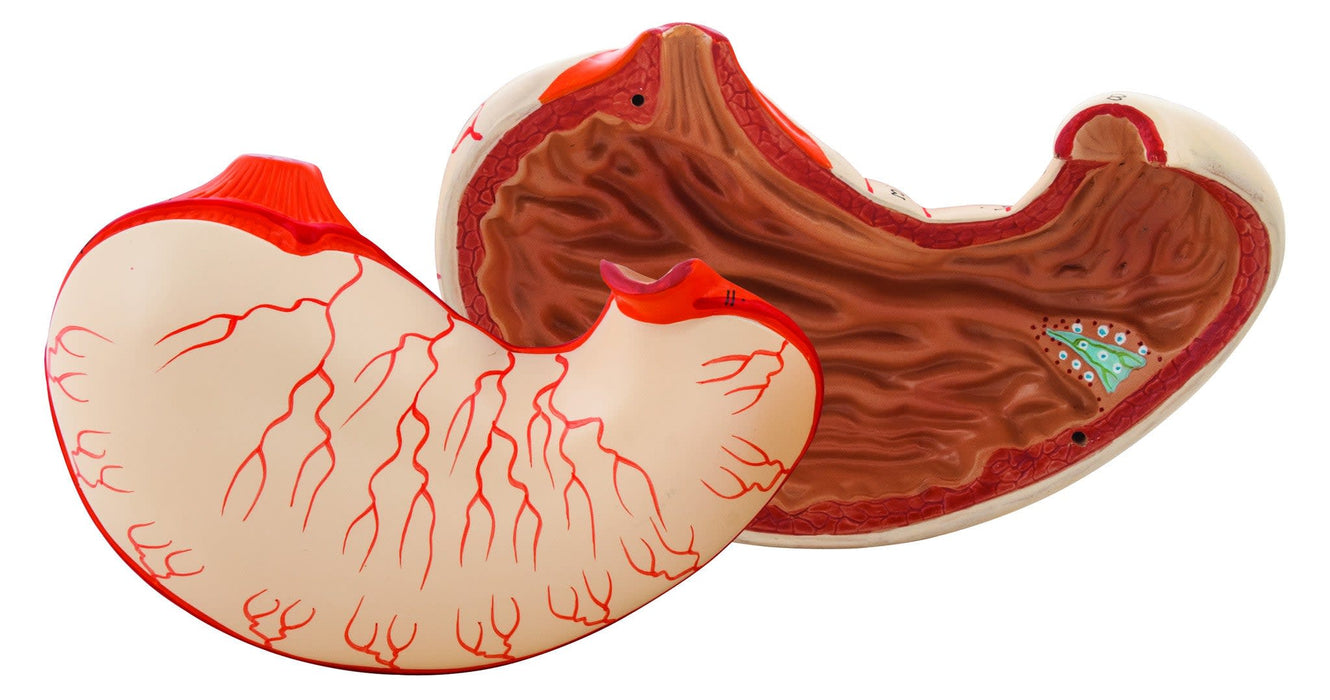 Human Stomach Bisection Model - Life Size - Eisco Labs