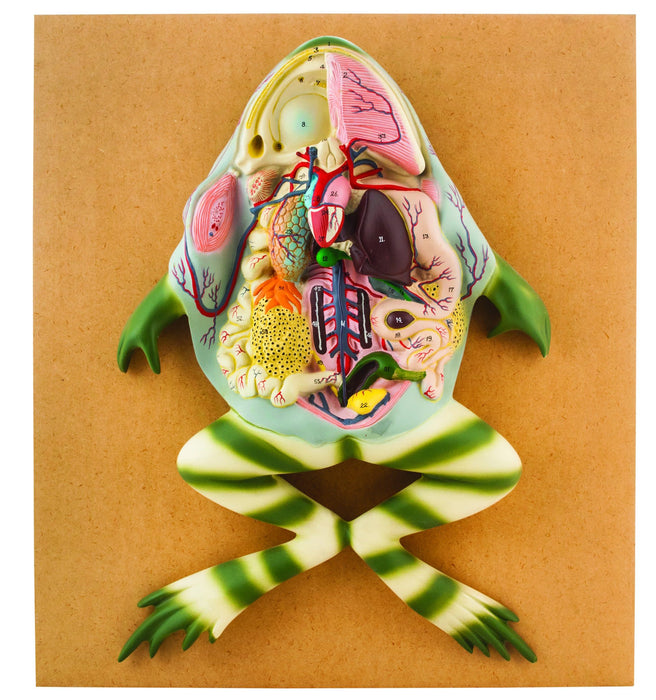 EISCO Frog Dissection Model, Large