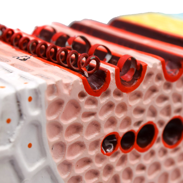Dicot Stem Model, Three Dimensional, Transverse and Longitudinal Section View, with Hand Painted Details, Magnified - Mounted on Base, 11" x 18" x 8" - Eisco Labs