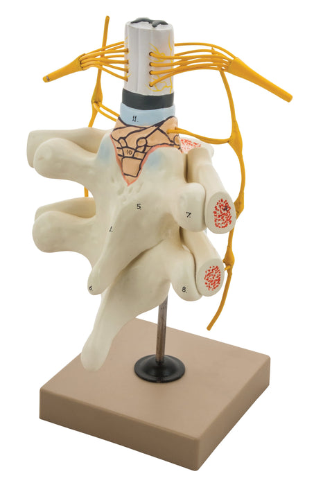 Spinal Cord & Nerves Model - Life Size