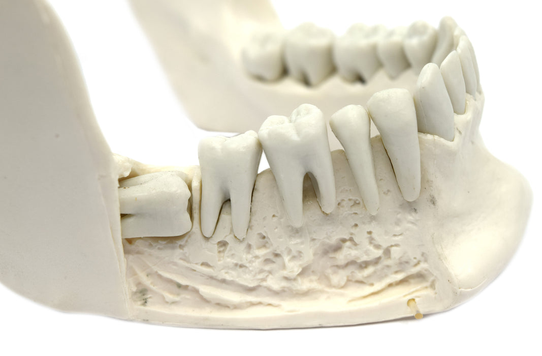 Lower Jaw Model, 16 Extractable Teeth - Anatomically Accurate