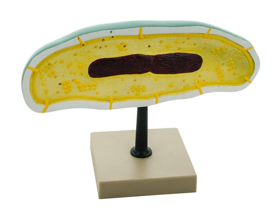 Bacteria Cell Structure Model - 10 Labeled Structures with Key Card - Mounted on Stand