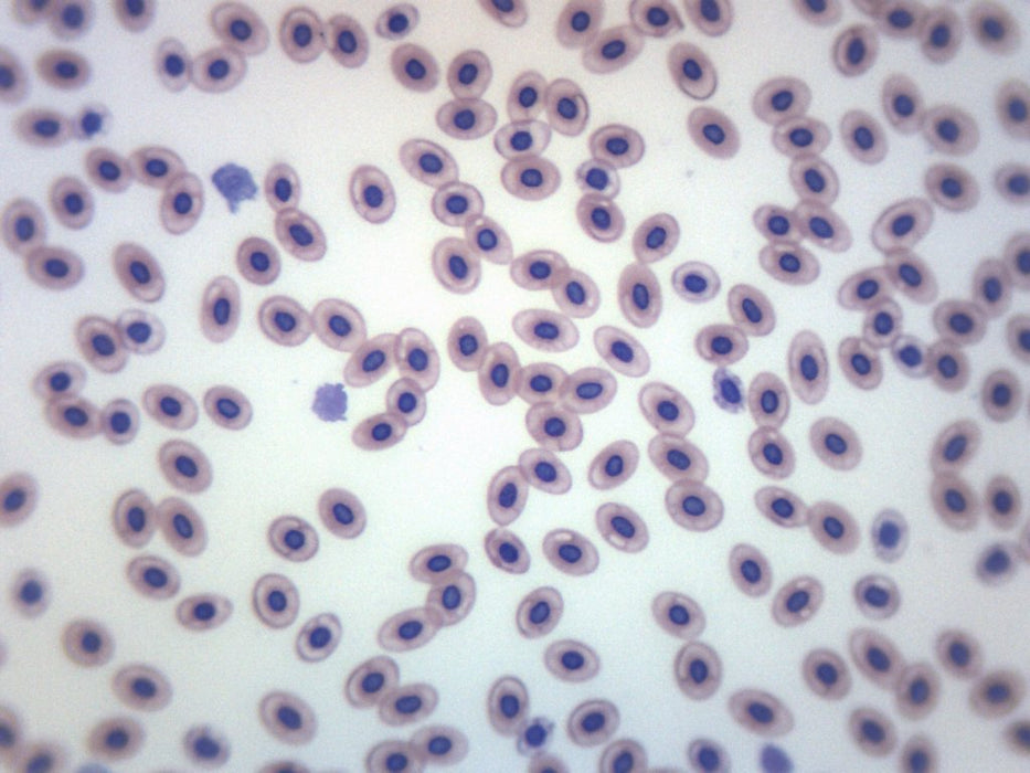 Frog Blood Smear - Wholemount - Prepared Microscope Slide - 75x25mm